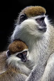 Aethiops: Vervet Monkey - female with baby