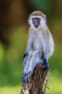 Chlorocebus: Vervet Monkey Great Rift Valley, Kenya