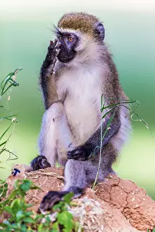 Chlorocebus: Vervet Monkey Great Rift Valley, Kenya