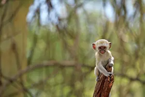 Rich Thomas: Vervet Monkey - infant Lake Manyara National Park