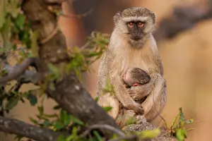Vervet: Vervet monkey and infant, Okavango Delta