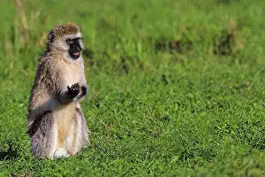 Chlorocebus: Vervet Monkey Masai Mara National Reserve, Kenya