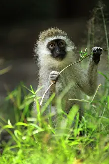 Vervet: Vervet Monkey Masai Mara National Reserve, Kenya