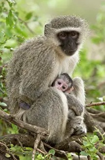 Vervet: Vervet Monkey mother and baby Kruger National Park