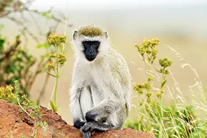 Chlorocebus: Vervet Monkey - on the mound