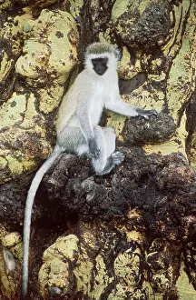 Geoff Trinder: VERVET MONKEY-NGORONGORO CRAT