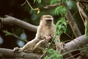 Vervet: VERVET MONKEY - Nursing baby in tree