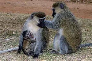 Pygerythrus: Vervet monkey - Pair with young