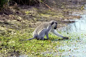 Aethiops: Vervet Monkey - picking aquatic vegetation to eat