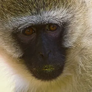 Vervet: A Vervet Monkey at Samburu NP, Kenya