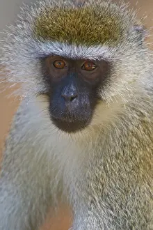 Vervet: A Vervet Monkey at Samburu NP, Kenya