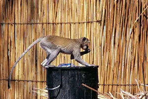 Stealing: Vervet MONKEY - scavenging in bin
