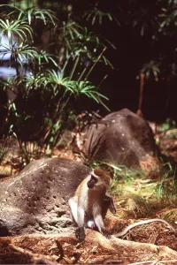 Scratching: VERVET MONKEY - sitting on ground