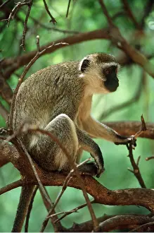Geoff Trinder: Vervet Monkey - sitting in tree