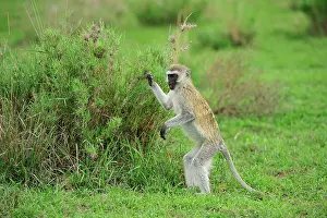 Vervet: Vervet Monkey standing eating