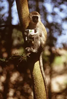 Stealing: Vervet Monkey with stolen drink carton