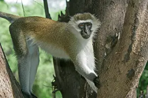 Aethiops: Vervet Monkey - in tree