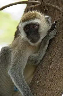Aethiops: Vervet Monkey - in tree