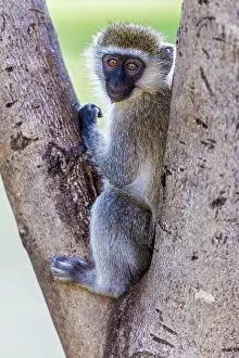 Chlorocebus: Vervet Monkey in tree Great Rift Valley, Kenya