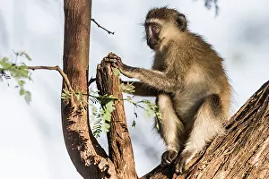Chlorocebus: Vervet Monkey in tree Great Rift Valley, Kenya