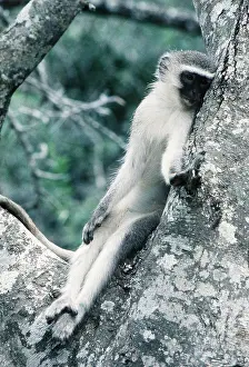 Vervet: VERVET MONKEY - young, sitting in tree