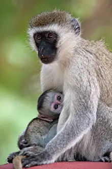 Aethiops: Vervet Monkey - young suckling