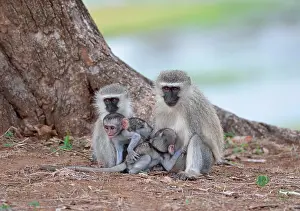 Infant: Vervet Monkeys (Chlorocebus aethiops), two young