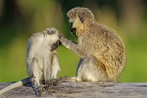 Chlorocebus: Vervet Monkeys grooming