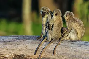Vervet: Vervet Monkeys grooming