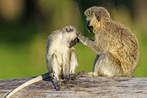 Vervet: Vervet Monkeys grooming