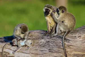 Vervet: Vervet Monkeys grooming