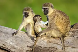 Chlorocebus: Vervet Monkeys mother grooming babies