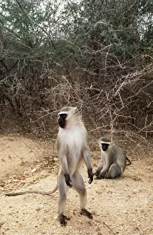 Kallen Marc Ferrero: Vervet Monkeys - x two, one standing on hind legs
