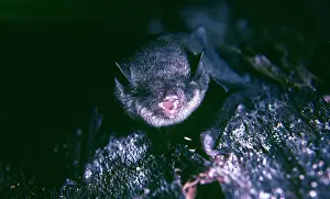 Myotis: Vesper Bat / Black Myotis Bat - female