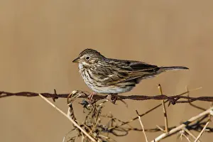 Gramineus: Vesper Sparrow