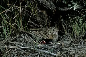 Bonnie Weisser: Vesper Sparrow - brooding young