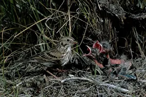 Bonnie Weisser: Vesper Sparrow - at nest