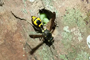 Caterpillars: Vespid Wasp - sealing up Caterpillars (Lepidoptera