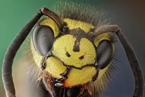 Apocrita: Vespula germanica or German wasp, this hairy was