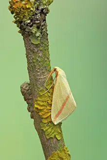 Migrants: The Vestal Moth - migrant from Europe