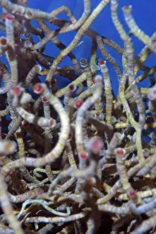 Chemicals: Vestimentiferan Tube Worms from deep sea hydrothermal