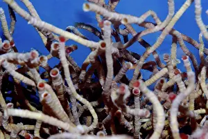 Chemicals: Vestimentiferan Tube Worms from deep sea hydrothermal