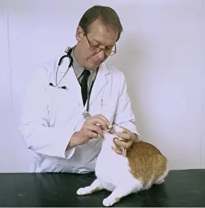 Vets: Vet Administering Pill To Cat - Worming