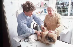 Obedience: VET - administrating vaccination to Pekingese. Dog