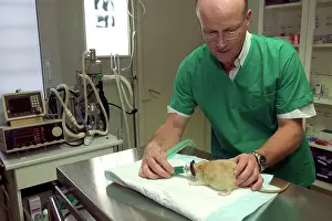 Tranquillized: Vet - anesthetizing rat