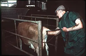 Arms: VET - with arm inserted in Cow's bottom