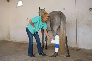 Bandages: Vet - bandaging horse's back leg