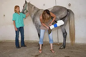 Bandages: Vet - bandaging horse's back leg
