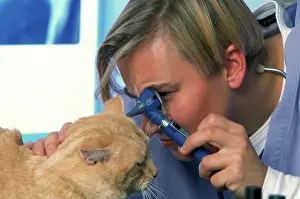 Examining: Vet - with cat. Examining ears