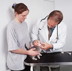 Examining: Vet and Cat - examining kitten's mouth